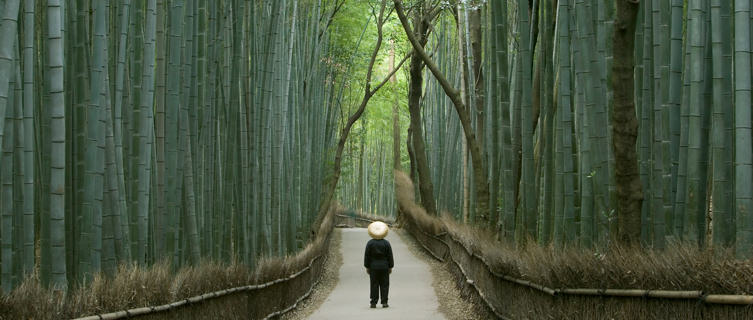 Bamboo, Honshu, Kyoto