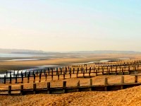 Find thriving flora and fauna in the dunes