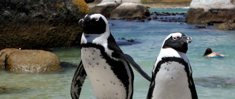 African penguins on Boulders Beach, Cape Town