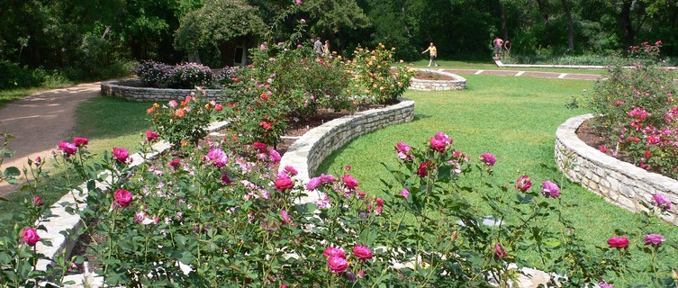 Pretty flowers in Zilker Park