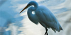 Great Egret, Homosassa Springs, Orlando