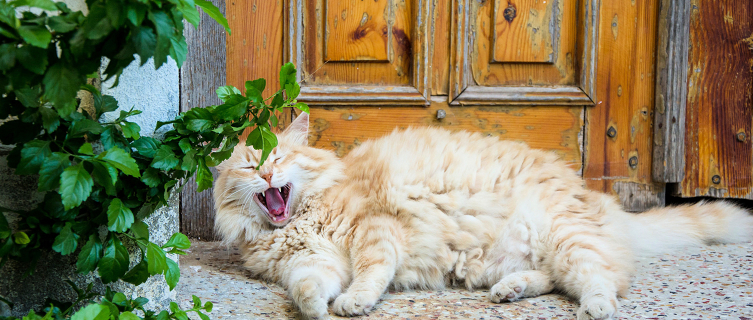 A cat yawning on a Bozcaada doorstep