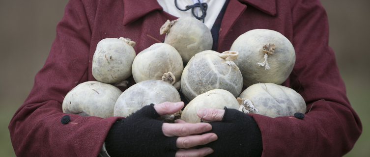 An armful of specially prepared competition haggises