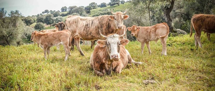 Anahi's beef comes from farms in Irissarry