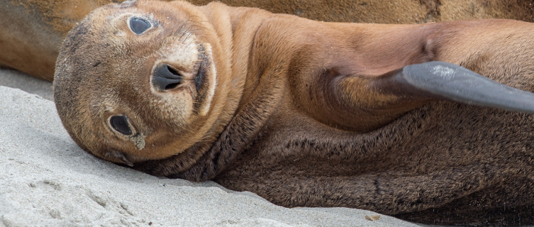 Australian sea lion 