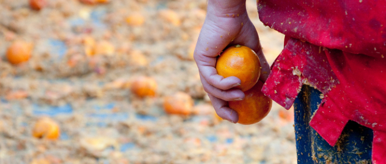 Beaten to a pulp: The Battle of the Oranges' aftermath