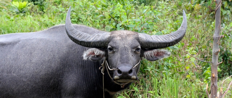 Cambodian wildlife