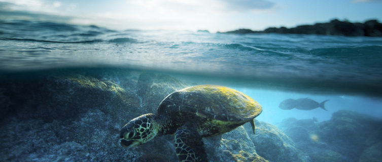 The world's coral reefs are in a perilous state