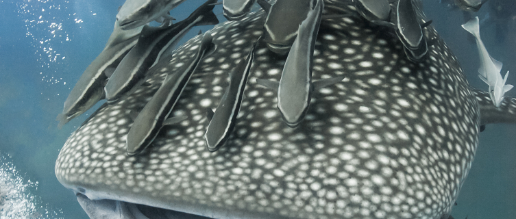 Fish hitch a ride in a whale shark's wake