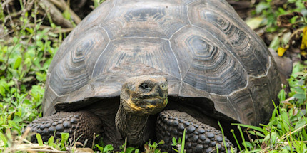 See the famous giant tortoises 