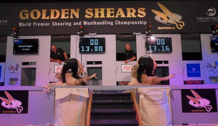 Sheep get a close shave at the Golden Shears festival