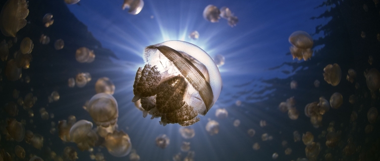 Golden jellyfish glide through Palau's Jellyfish Lake 