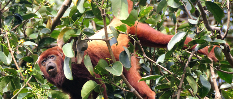 Howler monkeys are a familiar sight in the Nicaraguan rainforest