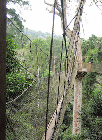 Walk through the trees on the Canopy Walk in Kakum