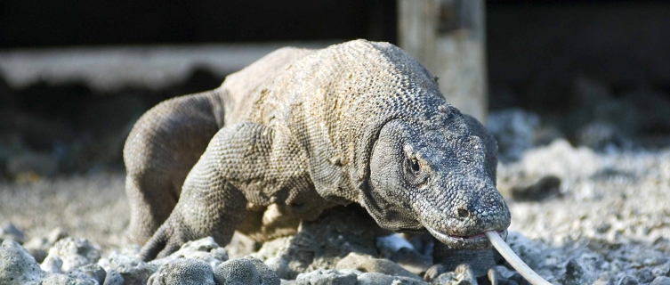 Komodo dragons are not afraid of humans