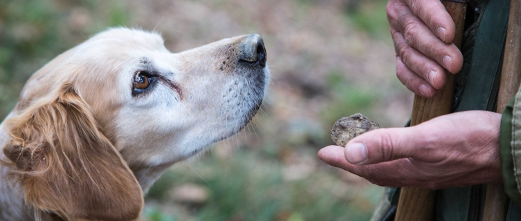 Lilla, the truffle dog, with her latest find