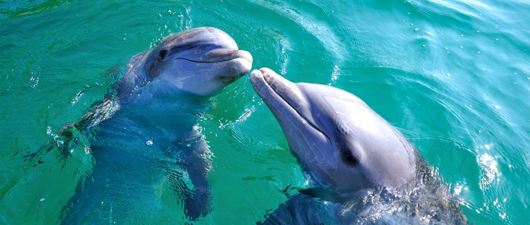 Little beats swimming with dolphins in The Bahamas