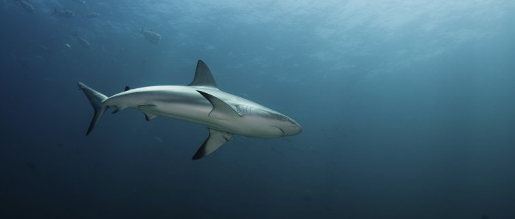 Lucky divers may get to see the local reef sharks