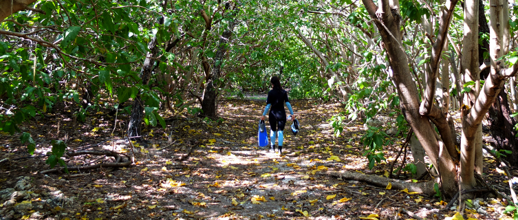 Meandering through Lady Elliot Island’s regenerated forest