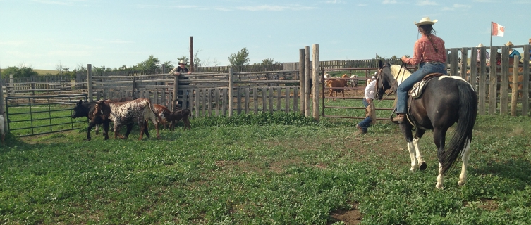 One of George's guests demonstrates her herding skills