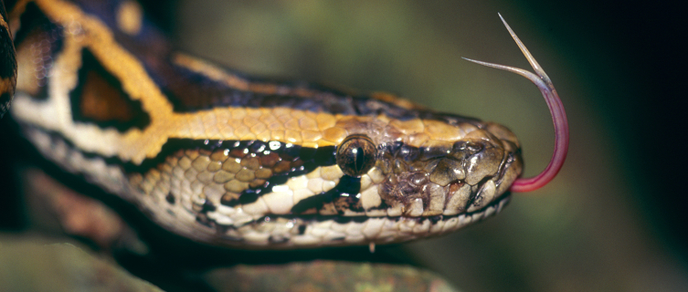 Ophidiophobics are better off avoiding Ilha de Queimada Grande (Snake Island)