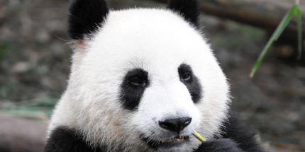 Get close with pandas