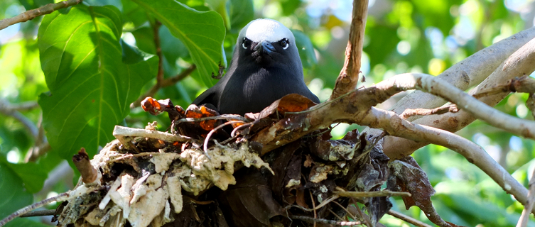 Slapdash nests drape from the pisonia forest