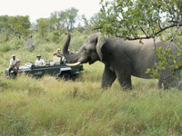 Safari in South Africa