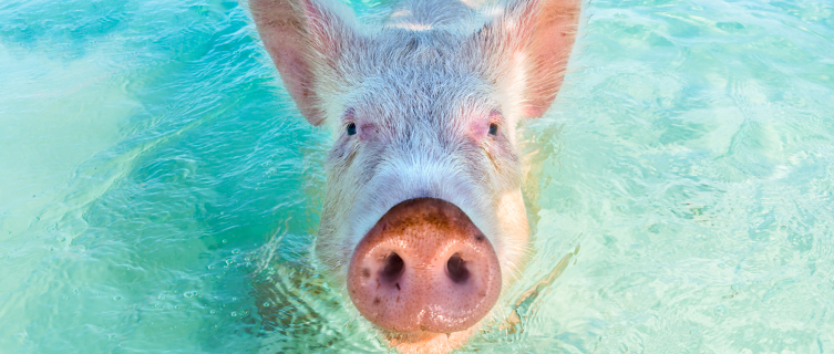 Swimming pigs in the Bahamas