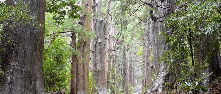 The Kumano Kodō criss-crosses through the Japanese mountains