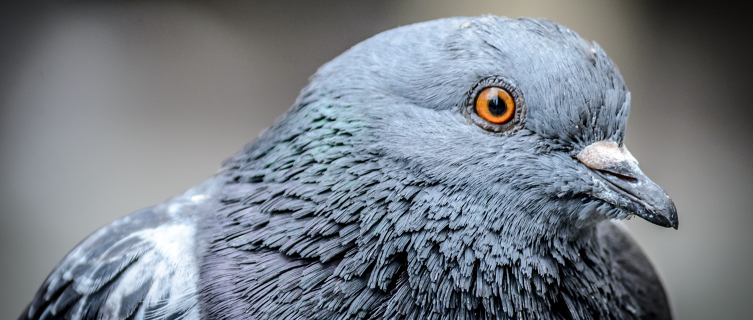 What weird thing will London's pigeons soon be wearing?