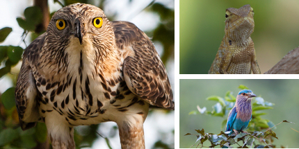 A crested hawk eagle, lizard and roller bird