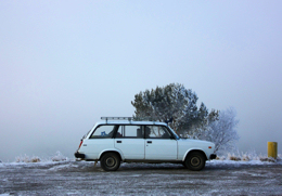 Hardy Ladas are a common sight