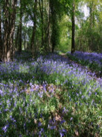 Essex countryside