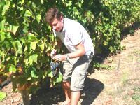 Harvest grapes at Monte da Ravasqueira