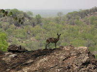 See a less publicised side of Zimbabwe on a safari