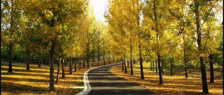 A wine estate in the Yarra Valley