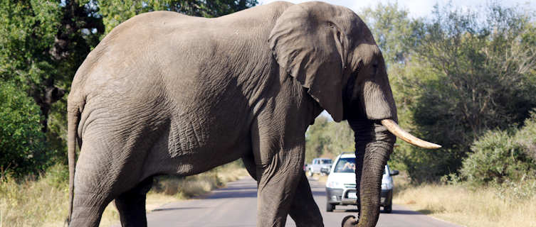 African elephant, Kruger National Park, South Africa