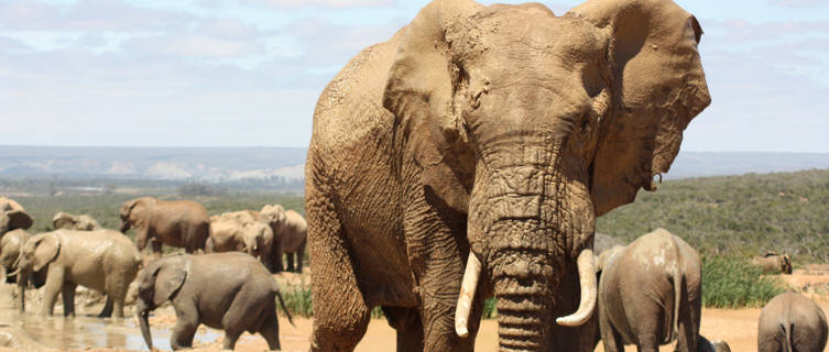 African wildlife in Ivory Coast