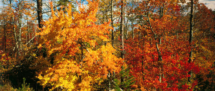 Alabama in autumn