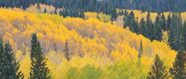 Autumn in Aspen Forest