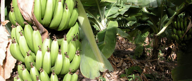 Bannana Plantation, Chad