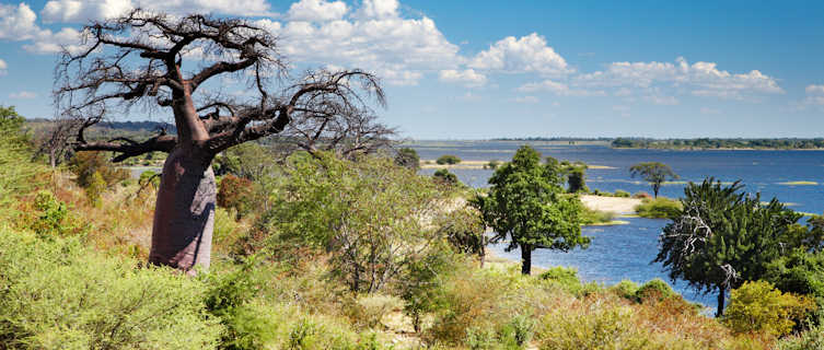 Baobab tree, Chobe River, Botswana