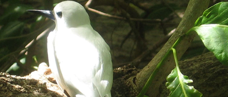 Bird-watching in Seychelles