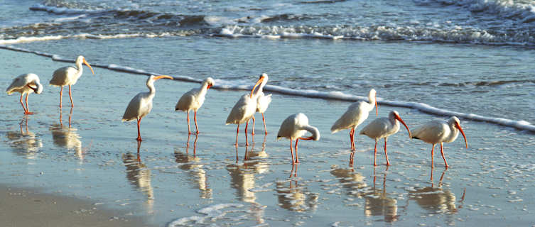 Birdlife in Northwest Territories