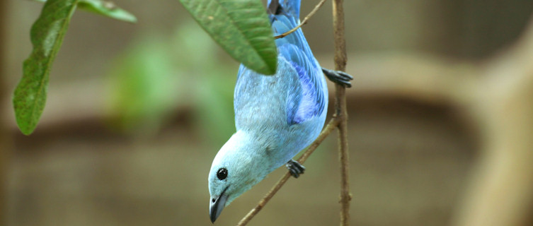 Blue Grey Tanger, Trinidad and Tobago