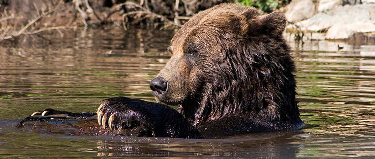 British Columbia is home to grizzly bears