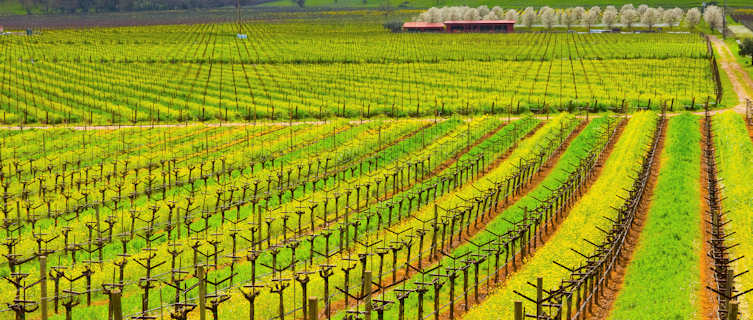 Californian vineyard in Napa Valley