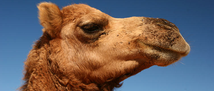 Camel in desert, Afghanistan