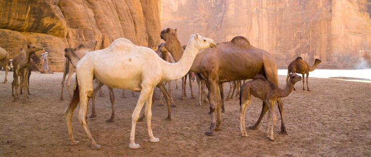 Camels in the mountain deserts of Chad